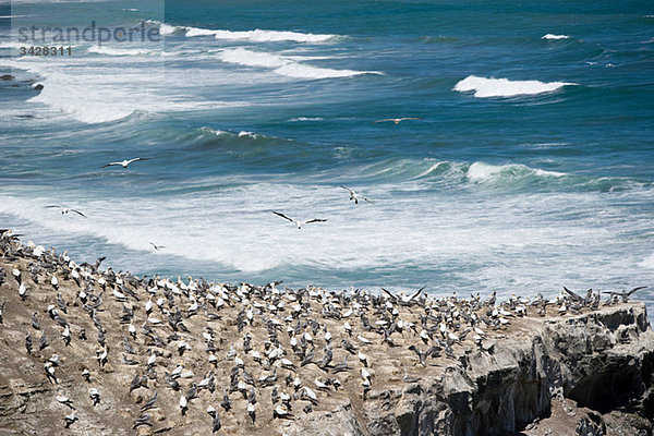 Auckland  Luftaufnahme der Tölpelfelsen am Muriwai Beach