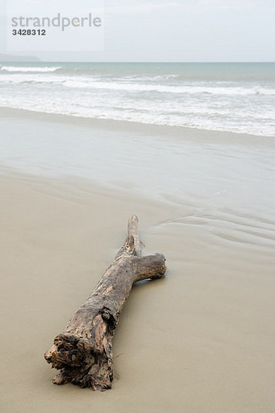 Westland  Treibholz am Gillespies Beach