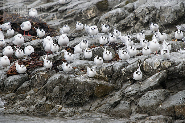 Kaikoura  Seeschwalben im Regen auf Felsen sitzend