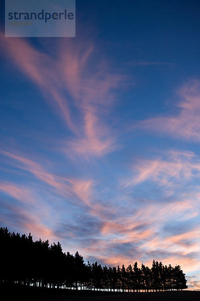 Marlborough  Silhouetten von Kiefern bei Sonnenuntergang