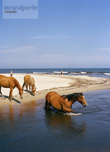 Horse bathing in the sea  Sweden.