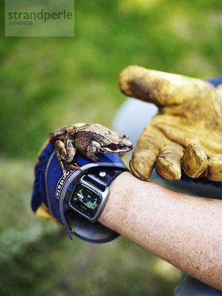 Skandinavien  Schweden  Frosch auf menschliche Hand  Nahaufnahme