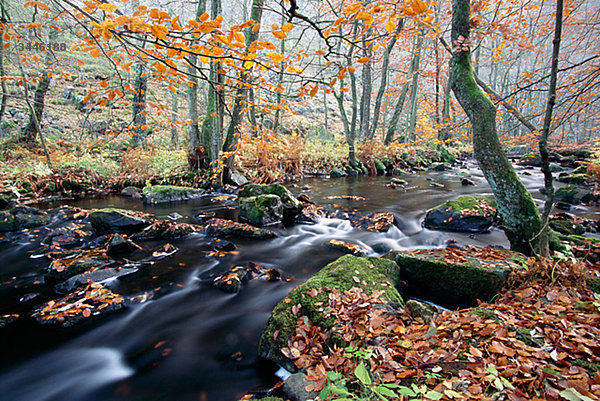 Creek im Herbst