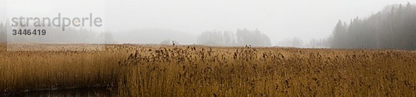 Skandinavische Halbinsel  Schweden  Sk_•ne  Ansicht von Landschaft mit Nebel im Hintergrund