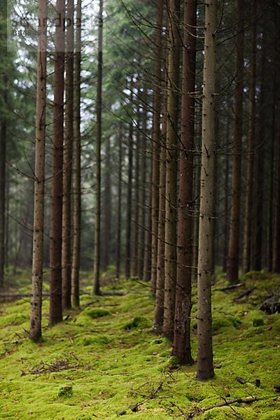 Skandinavische Halbinsel  Schweden  Sk_•ne  Ansicht Nadelbäume im Wald