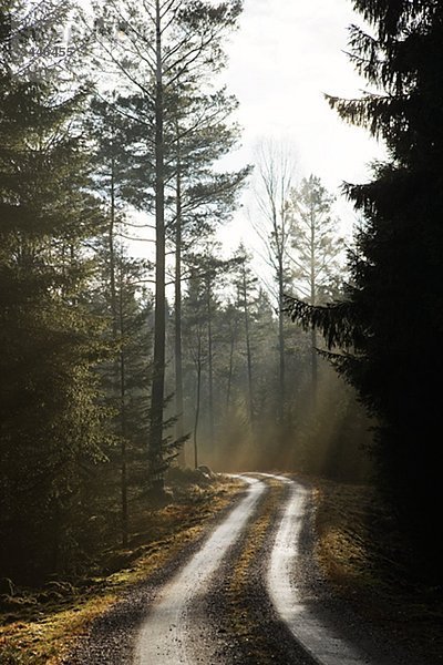 Skandinavische Halbinsel  Schweden  Sk_•ne  Ansicht von leeren Dirt-Track durch forest