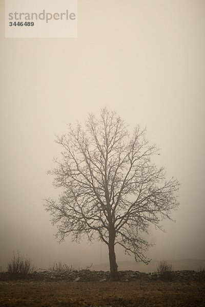 Skandinavische Halbinsel  Schweden  Sk_•ne  Ansicht von Kahler Baum in Nebel