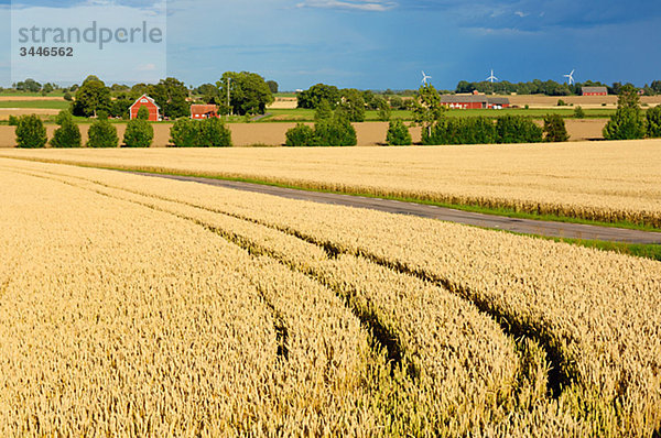 Skandinavische Halbinsel  Schweden  _ñsterg__tland  Straße durch Felder