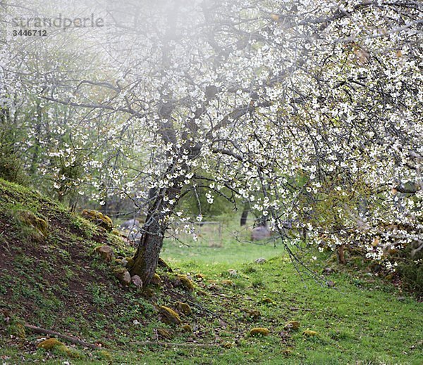 Skandinavien  Schweden  Vastergotland  Ansicht von Cherry blossom