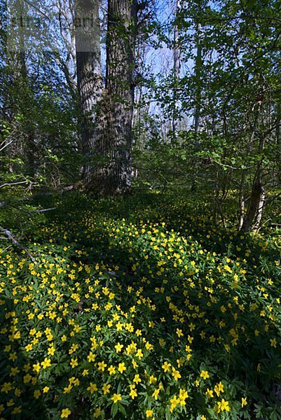 Skandinavien  Schweden  Skane  Oland  Ansicht Buttercup Blume
