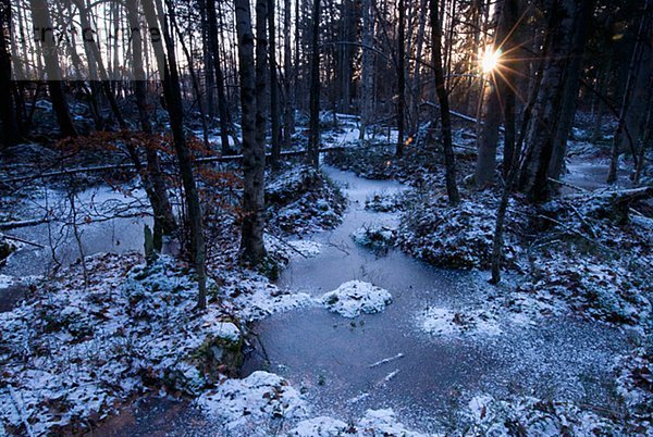 Skandinavien  Schweden  Smaland  Waldblick im winter