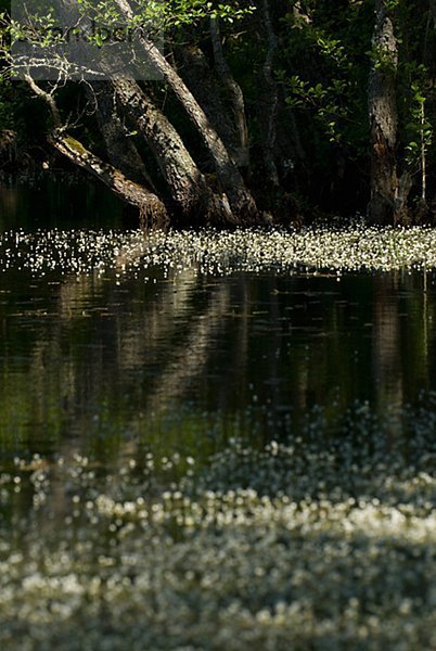 Skandinavien  Schweden  Oland  Blume schwimmt auf Swamp  Bäume im Hintergrund