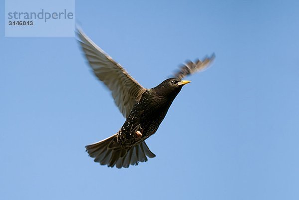 Skandinavien  Schweden  Oland  Starling Vogel im Himmel fliegen