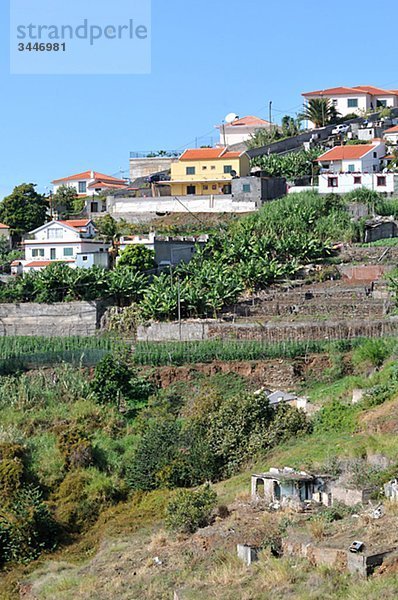 Portugal  Madeira  View of houses and plantation