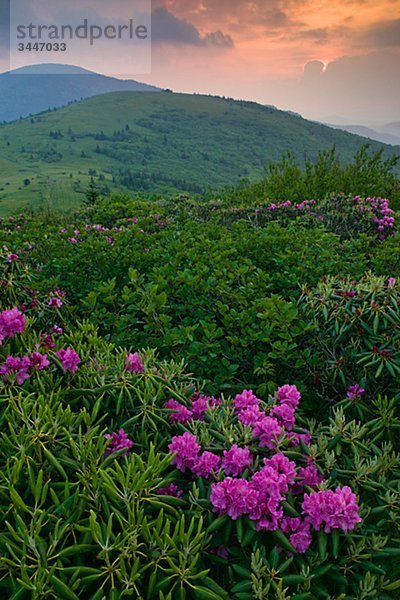Rhododendron in einer Berglandschaft
