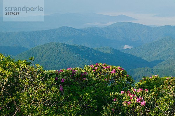 Rhododendron in einer Berglandschaft