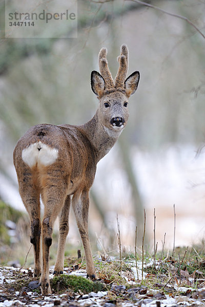 Ein roebuck