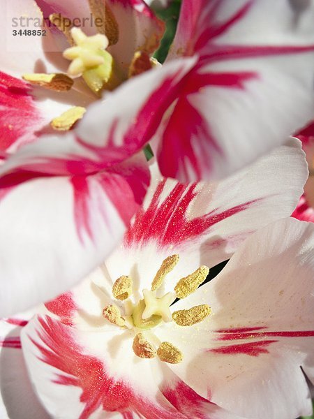 Skandinavien  Schweden  Stockholm  Detail Tulip Blume