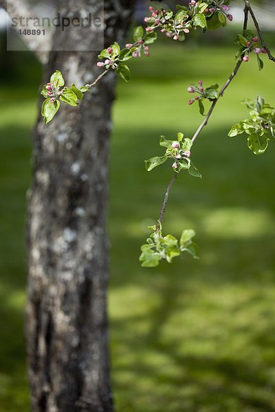 Skandinavien  Schweden  Uppsala  blühen auf Baum  Nahaufnahme