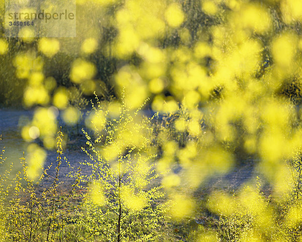 Skandinavische Halbinsel  Schweden  Stockholm  Ansicht Birkenbaumes im Frühjahr