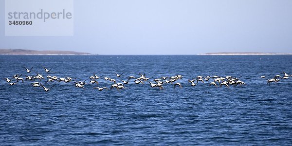 Ansicht der Vogelschwarm Vögel fliegen über Meer