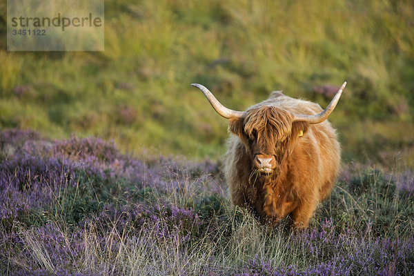 Highland Cattle im blühenden Heidekraut moor