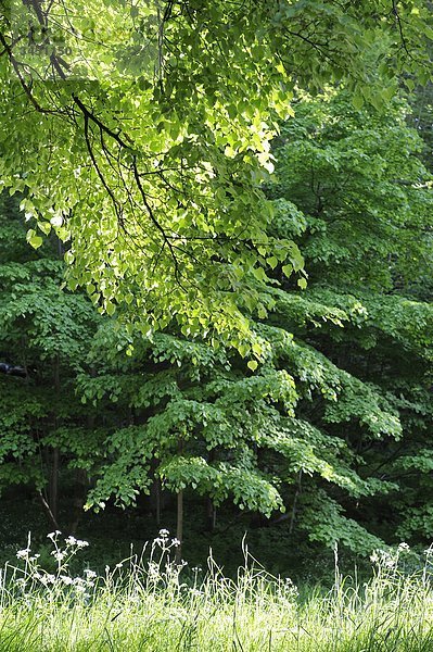 Baum Broad-leaf