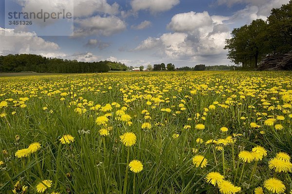 Ein Feld mit Löwenzahn