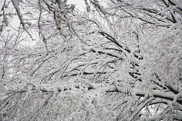 Detail von schneebedeckten Ästen