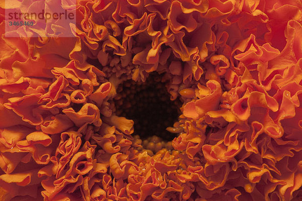 Detail einer orangefarbenen Chrysantheme