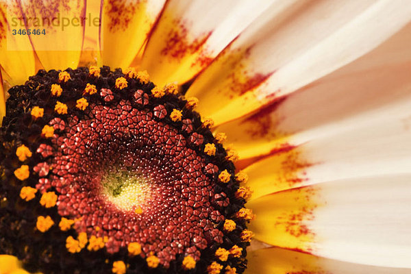 Detail einer gestreiften Gänseblümchenblume