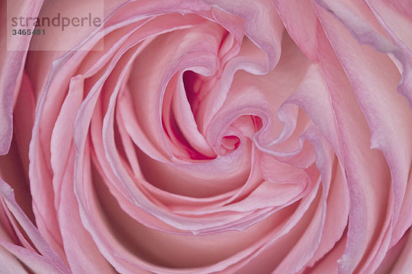 Detail einer rosa Rose