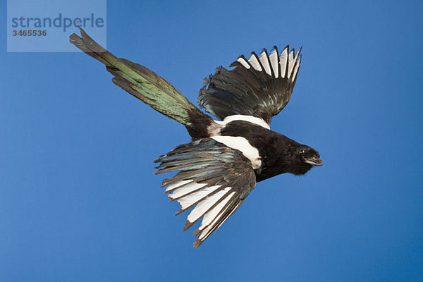 Ein ausgestopfter Vogel fliegt