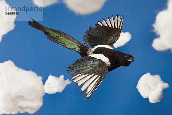 Ein ausgestopfter Vogel  der in einem falschen Himmel fliegt.