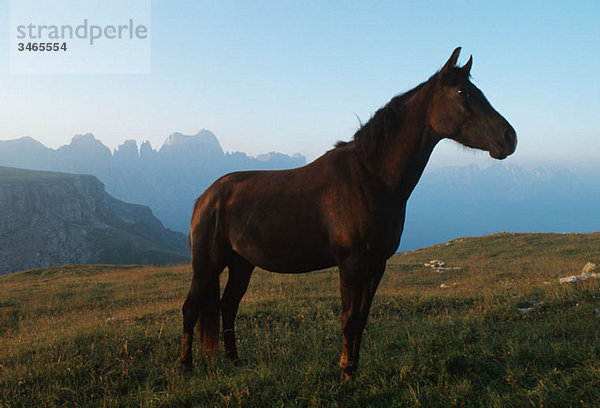 Ein braunes Pferd auf einer Wiese stehend  Südtirol  Dolomiten  Italien