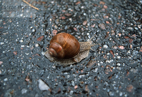 Eine Schnecke