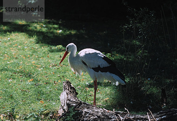 A stork