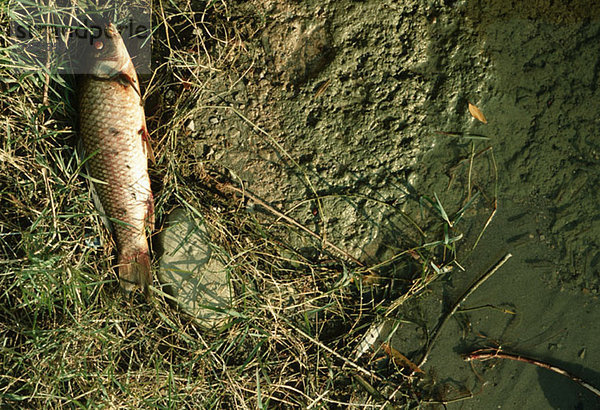 Ein Fisch auf dem Boden