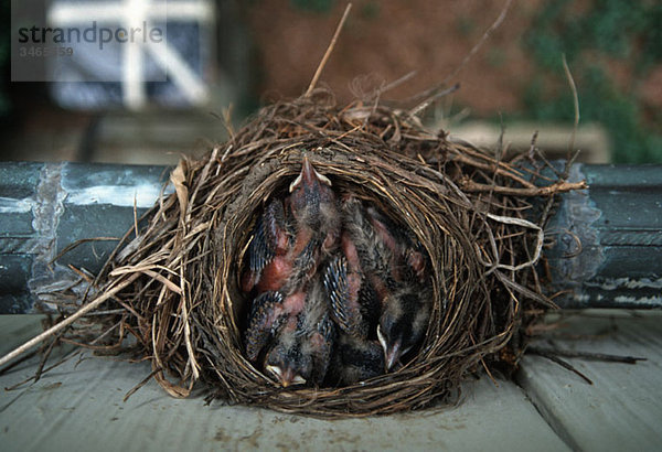 Drei kleine Vögel im Nest