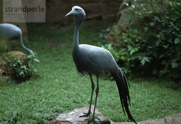 Ein Stanley-Kranich (Anthropoides paradisea)