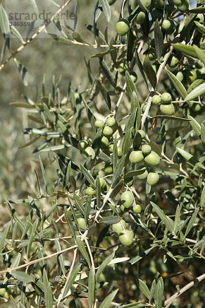 Oliven  die auf einem Olivenbaum wachsen