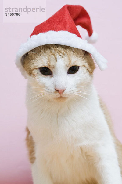 Eine Katze mit Weihnachtsmütze