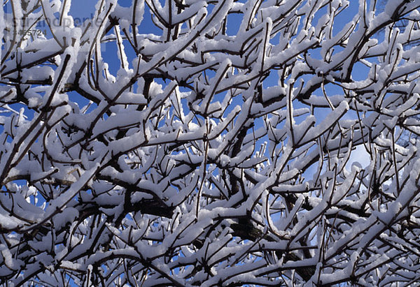 Detail von schneebedeckten Ästen