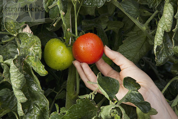 Detail einer Frau  die eine reife Tomate berührt  die an einer Rebe wächst.