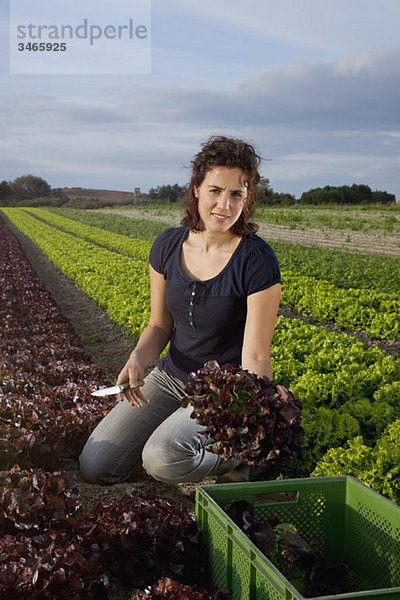 Eine Frau  die Salat auf einem Feld erntet.