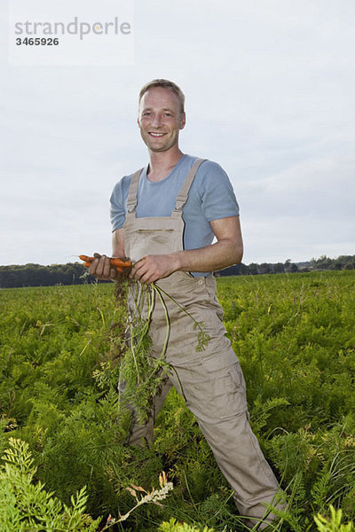 Ein Mann  der Karotten auf einem Feld erntet.
