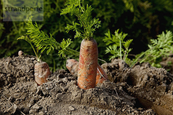 Detail von Karotten  die auf einem Feld wachsen