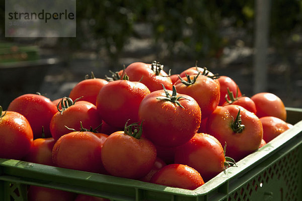 Ein Haufen Bio-Tomaten in einer Kiste