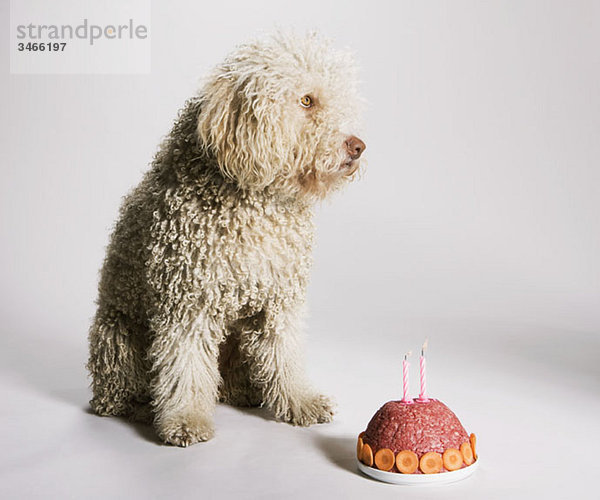 Ein portugiesischer Wasserhund sitzt bei einem Geburtstagskuchen aus Hackfleisch.