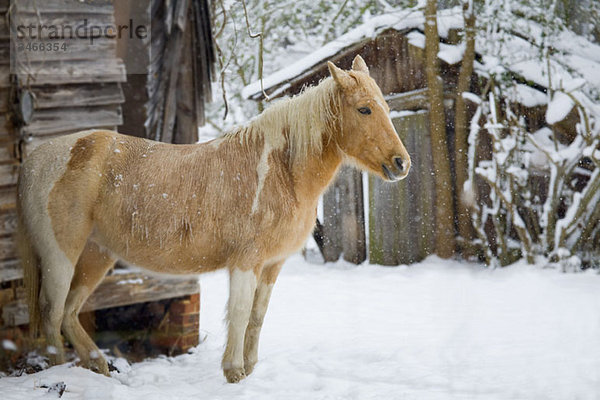 Ein im Schnee stehendes Pferd